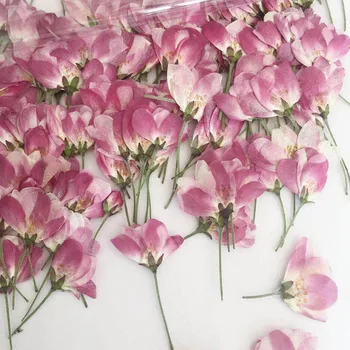250pcs Pusėje Spaudžiamas Malus Spectabilis Gėlių Pumpurai Augalų Herbariumas Papuošalai Atvirukas Kvietimas, Kortelė, Telefono dėklas Meno Priėmimo 108554