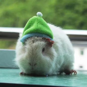 Žiurkėno skrybėlę voverė kiaulyčių šinšilų dress up Santa hat mažų naminių triušių kostiumas multi-color kolonėlė gali būti pritaikyti 54813