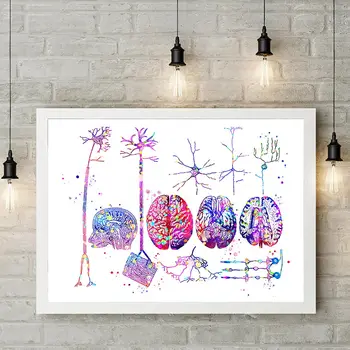 Sienos menas modulinės smegenų nuotrauką drobė nervų sistemos, namų puošybai anatomijos plakatas neuronų kambarį frameless tapyba
