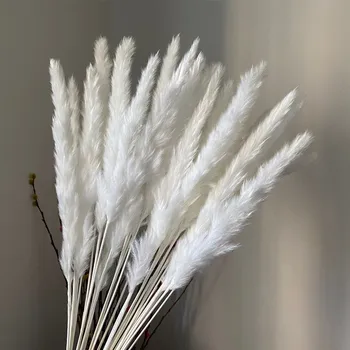 Namų Dekoro Meldas Natūralių Džiovintų Gėlių Mažas Pampos Žolė Phragmites Dirbtiniai Augalai Vestuvių Krūva Blumen Dekoration Gėlytė