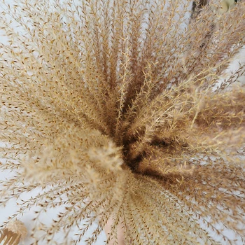 15vnt/daug Natūralių Džiovintų Gėlių, Žolės, Nendrių Gėlių Puokštė Namų Vestuvės Santuoka Apdailos Phragmite Meldas Foto Rekvizitai