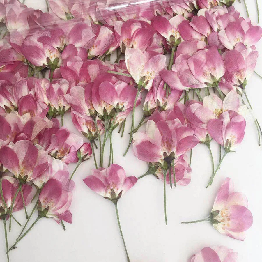 250pcs Pusėje Spaudžiamas Malus Spectabilis Gėlių Pumpurai Augalų Herbariumas Papuošalai Atvirukas Kvietimas, Kortelė, Telefono dėklas Meno Priėmimo 0