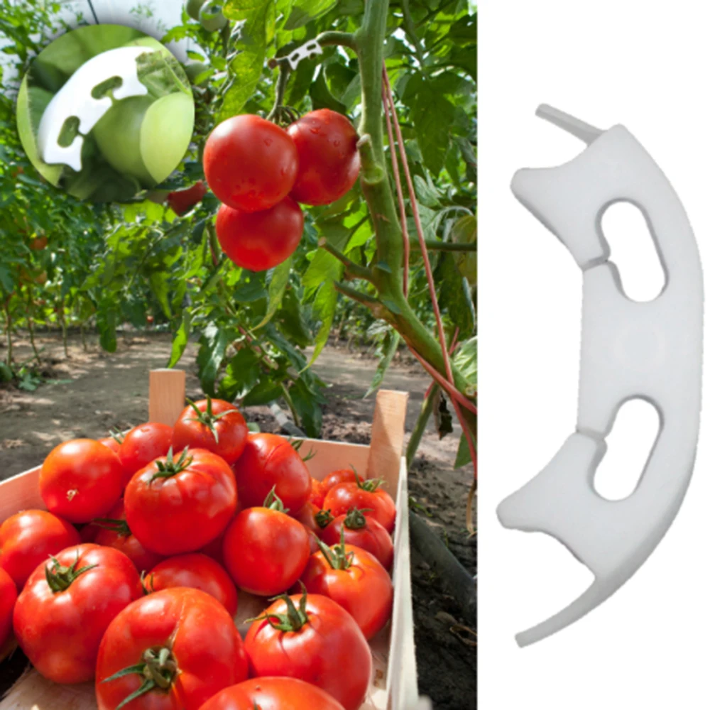 Daržovės, Pomidorai Tvirtinimo Įrašai būtų Išvengta Lenkimo Paramos Apkabos, Vaisių, Gėlių Žaliųjų Augalų Daigų Armavimo Įrašus 4