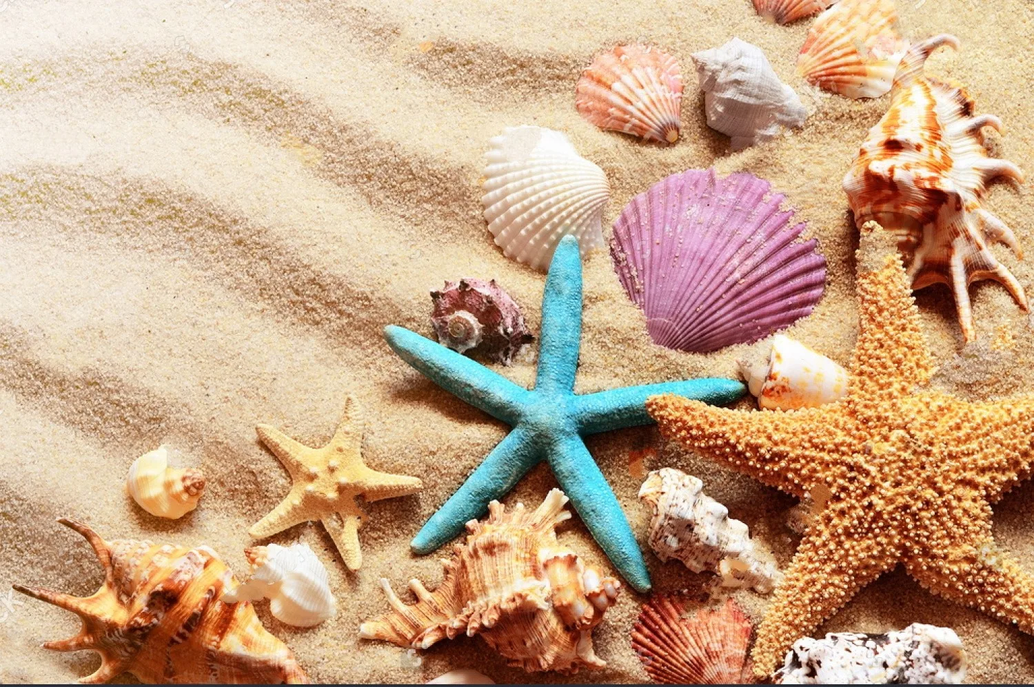 JMINE Div 5D smėlio Sea shell Beach Visą Deimantų Tapybos kryželiu rinkiniai meno Aukštos Kokybės Vaizdingas 3D dažų deimantai 0