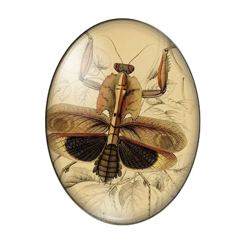 Derliaus Drugelis dragonfly bičių vabzdžių 10vnt 13x18mm/18x25mm/30x40mm Ovalo nuotrauką stiklo cabochon demo butas atgal Padaryti išvadas 3